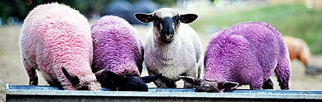 sheep at a trough