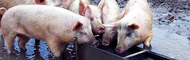 pigs at a trough