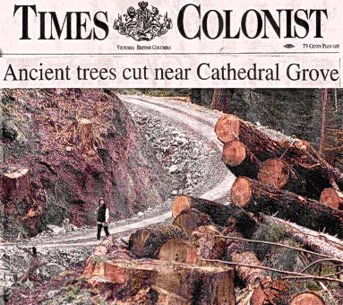 Cathedral Grove Trees Cut